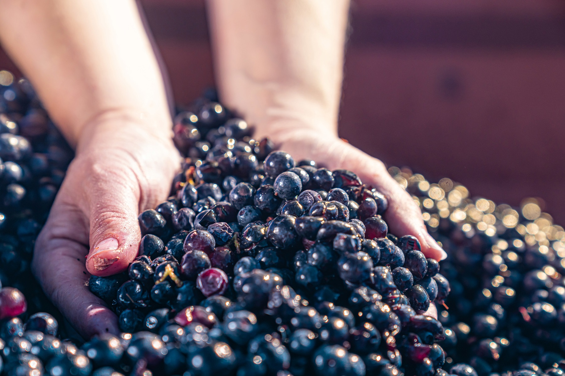 INTERAGRI PROSOLUTIONS Професионални решения за гроздобер