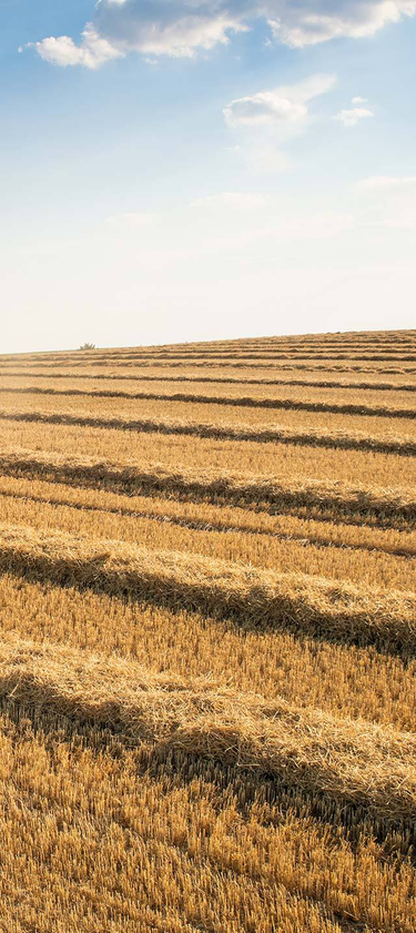 С портфолиото си ИНТЕРАГРИ България предлага комплексни решения за земеделието в страната, съобразени с индивидуалните нужди на клиентите.